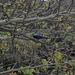 DSC00862a - gralha-azul Cyanocorax caeruleus