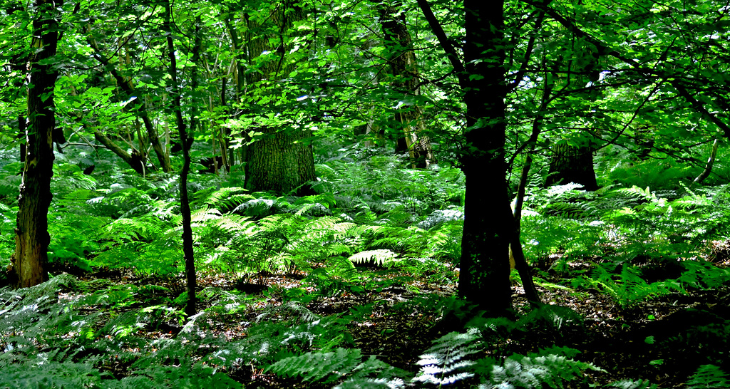 Gosforth Woods