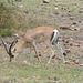 Ngorongoro, The Grant's Gazelle