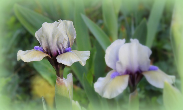 Iris SDB Blue Eyed Boy- Nice Sunday , Bon dimanche à tous