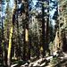 Wolverton-Heather Lake Trail