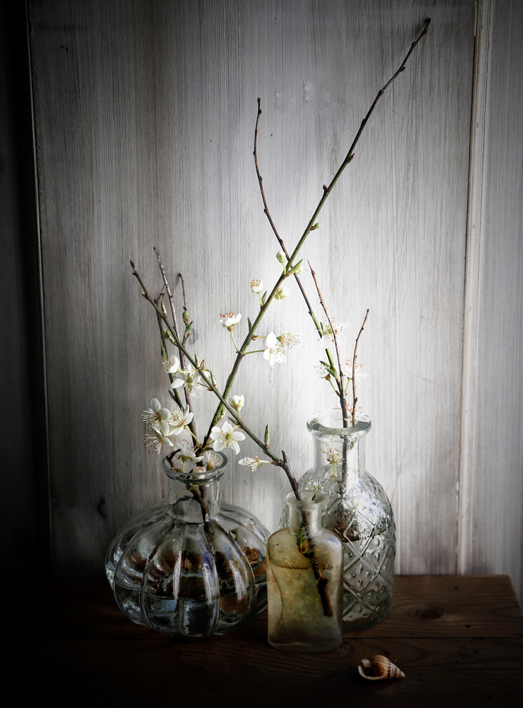 24:2:19 blackthorn 11