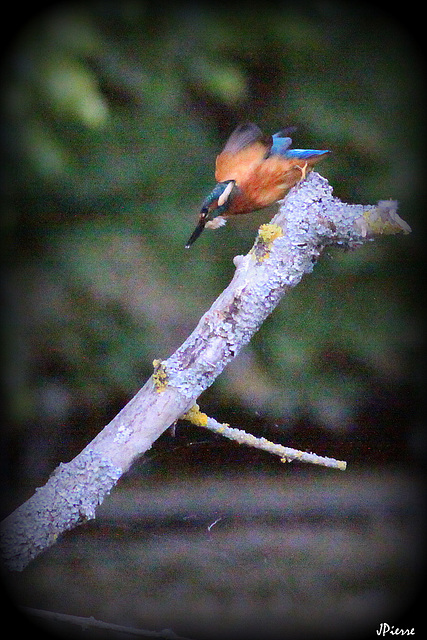 Kingfisher