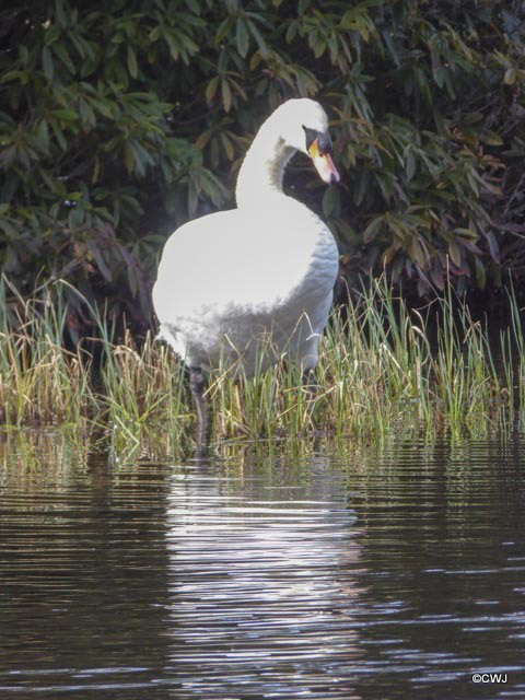 Blairs Loch Swan