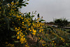 Acacia retinodes, Mimosa, under a sandy evening sky