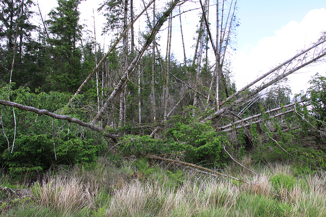 Storm damage