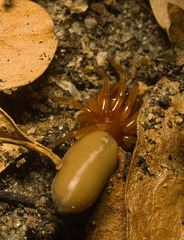 IMG 0541 Woodlouse Spider-4