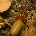 IMG 0541 Woodlouse Spider-4