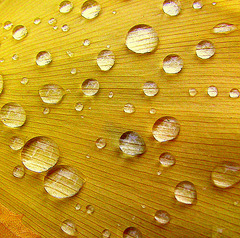 Ginkgo Crystals.............................press Z