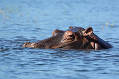 Botswana, Hippopotamus Crosses the Chobe River