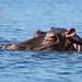 Botswana, Hippopotamus Crosses the Chobe River