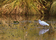 Aigrette garzette