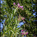 Solanum glaucophyllum (1)