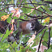 Gray fox in a tree