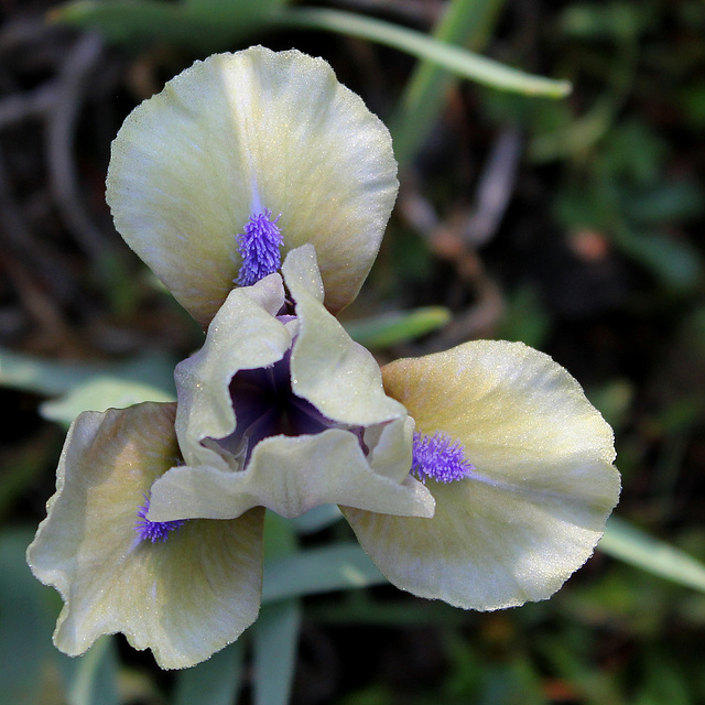 Iris SDB Blue Eyed Boy (5)