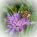 Wildbiene auf Wald-Witwenblume/Knautia dipsaciolia