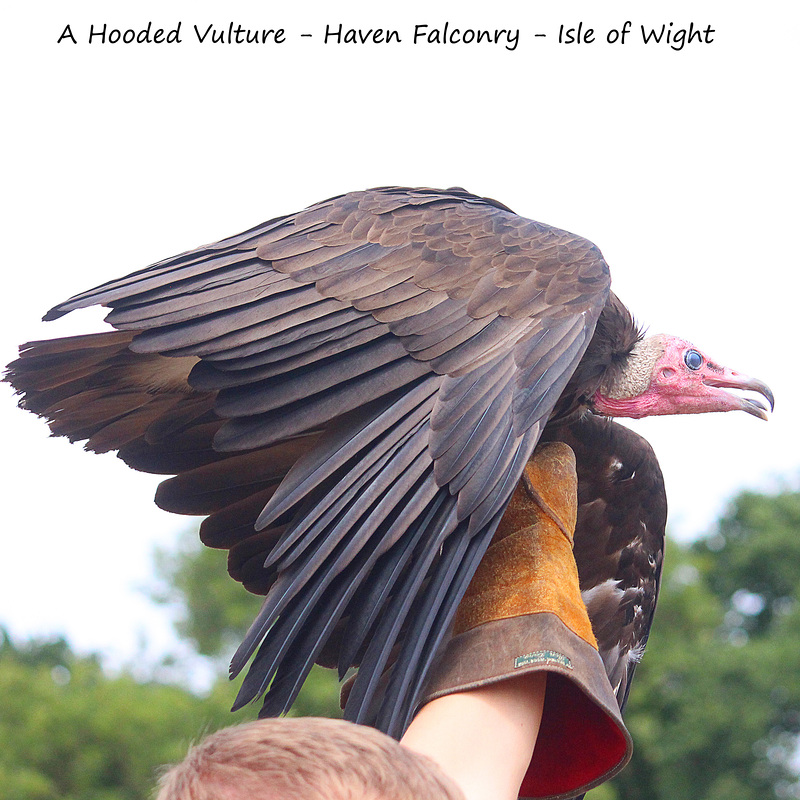 A Hooded Vulture poised for take-off - Haven Falconry - IOW 19 7 2018