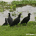 19 Black Vultures (Coragyps atratus)