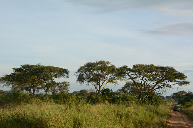 Ugandan savannah, In Search for Lions Climbing Trees