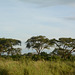 Ugandan savannah, In Search for Lions Climbing Trees