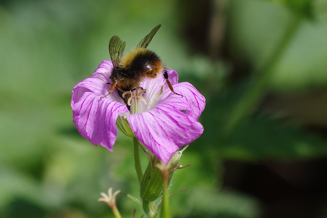 Bee