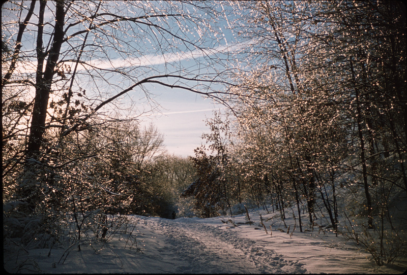 A Winter Walk in the Woods