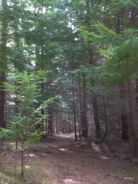 The woods round Blairs Loch