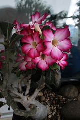 Adenium obesum