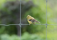 HFF goldfinch