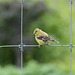 HFF goldfinch