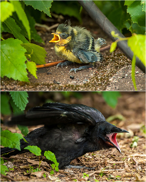 Groß und Klein (3x PIP)