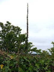 ...when the weed juts out into the sky...