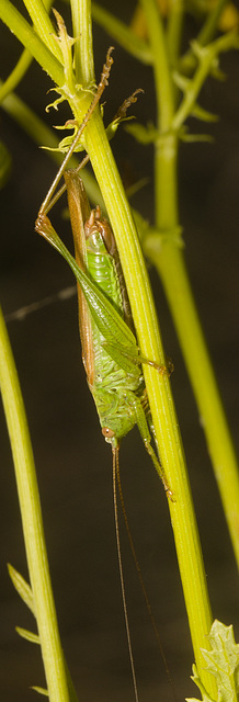 IMG 0537 Grasshopper-2