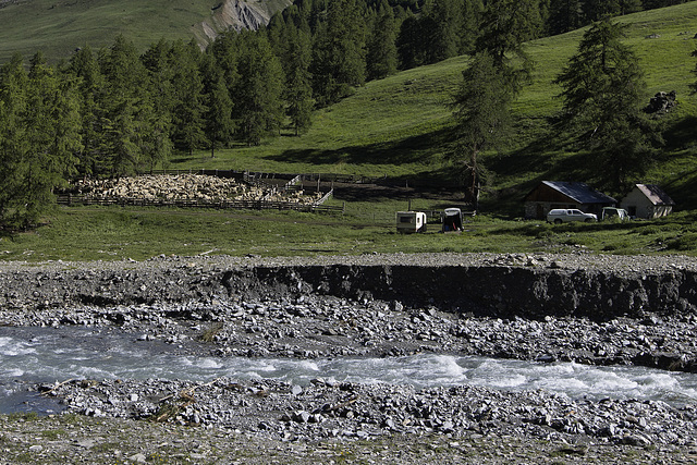 Les moutons en estive.