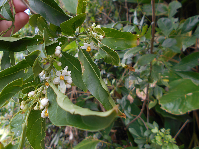 DSCN1350 - canema Solanum pseudoquina (ex-inaequale), Solanaceae