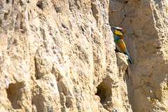 20170519 3350VRTw [A+H] Bienenfresser (Merops apiaster), Neusiedler See