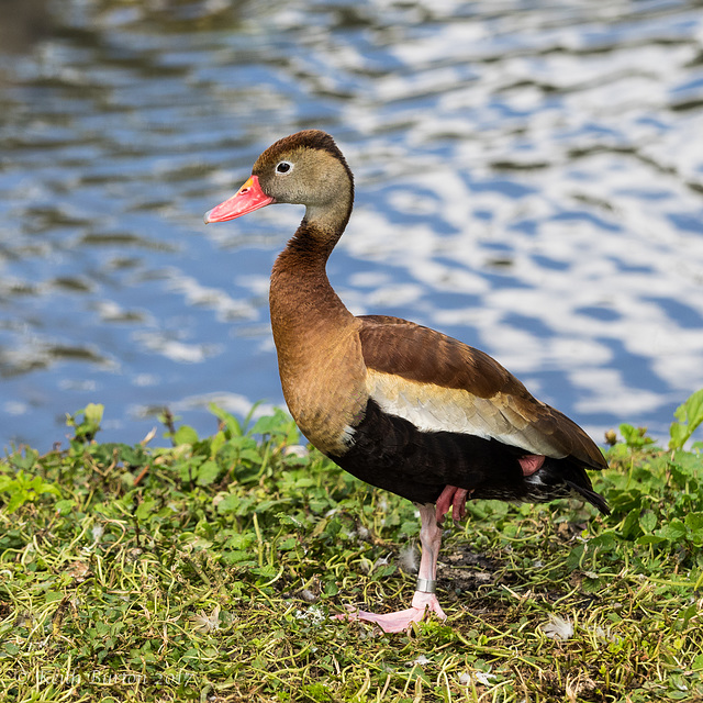 Black-bellied Whistling Duck