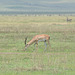 Ngorongoro, The Grant's Gazelle