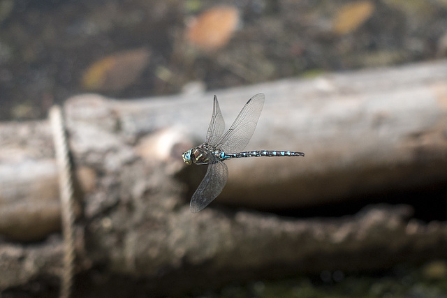 Dragonfly in Flight