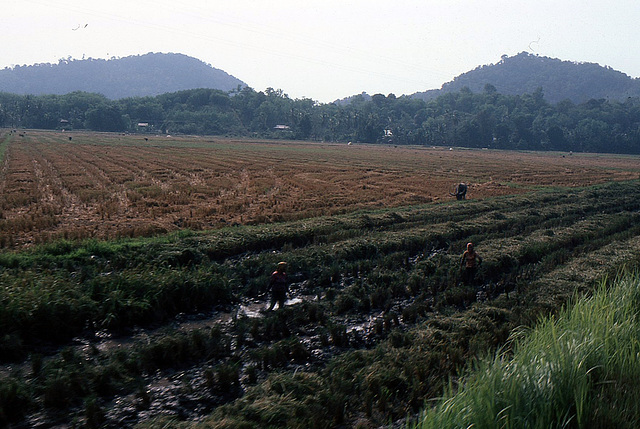 Arbeiten im Reisfeld Thailand 1981