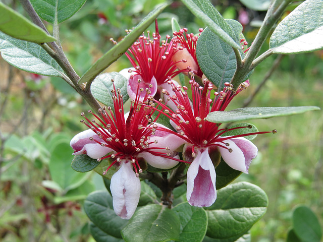 Acca sellowiana flowers