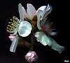 Premières fleurs d'amandier (Janvier 2021).