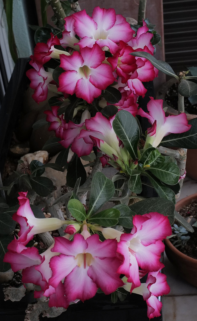 Adenium obesum