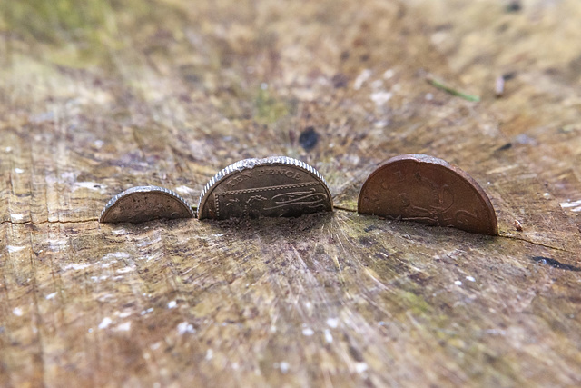 Three coins in a tree trunk (each one seeking happiness...)