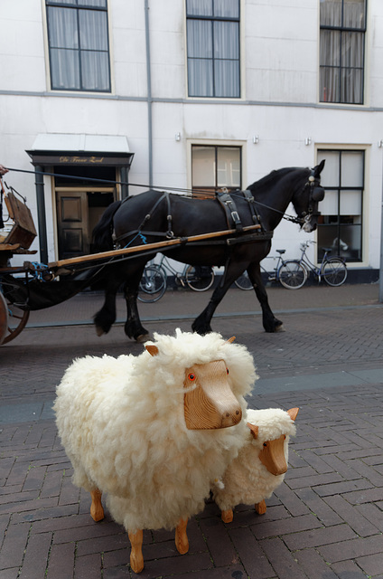 Moutons très calmes