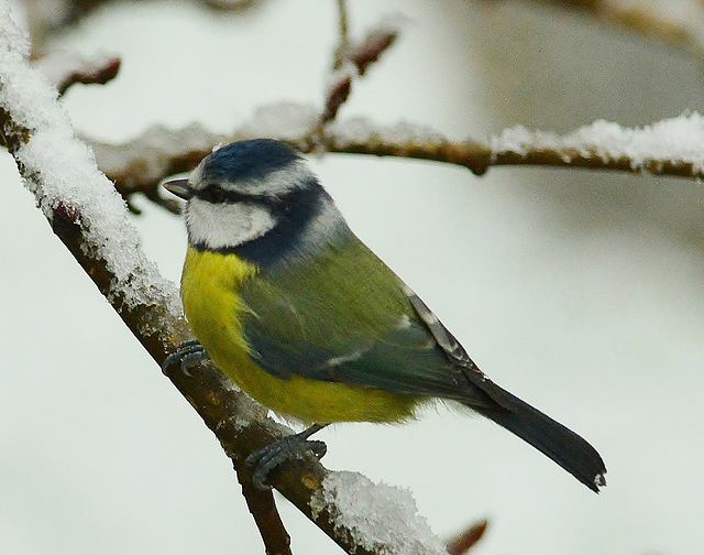 Blue Tit