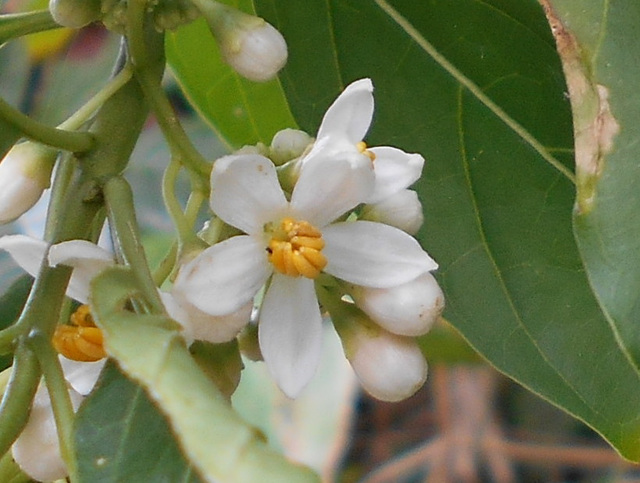 DSCN1350a - canema Solanum pseudoquina (ex-inaequale), Solanaceae