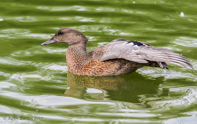 Mallard