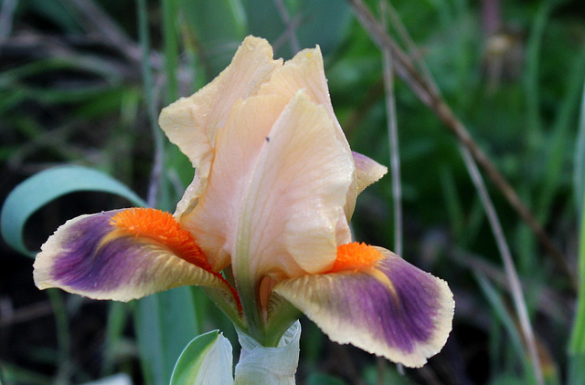 Iris SDB Mathew Sheppard  (1)