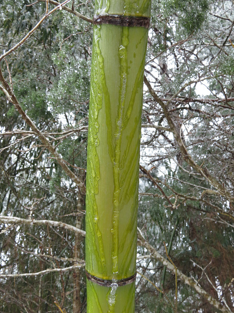 Bamboo covered with ice